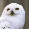 Hedwig