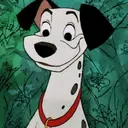 Pongo