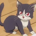Hachi