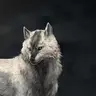 Skoll