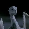 Aithusa