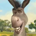 Donkey