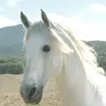 Shadowfax