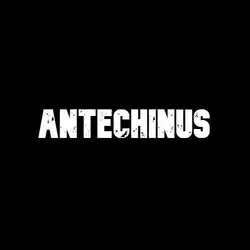 Antechinus