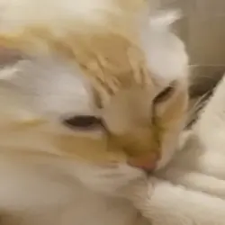 Hirxdesu